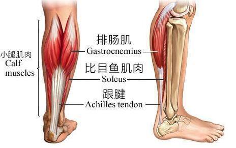 小腿肌肉