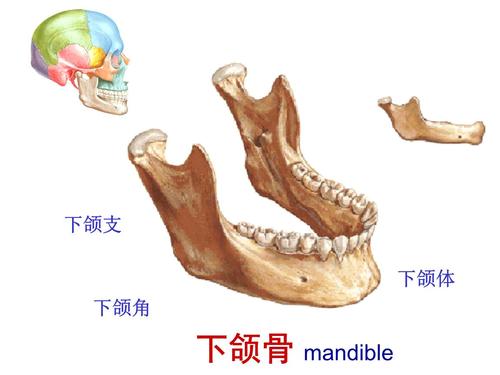 下颌角手术价格