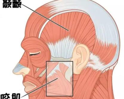 咬肌发达怎么办？推荐这几个方法让你轻松消除咬肌！千万不要错过！